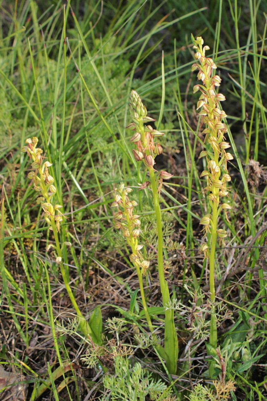 Orchidee Basso PiemonteEntroterra Liguria